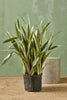 Snake Plant 'Sayuri'