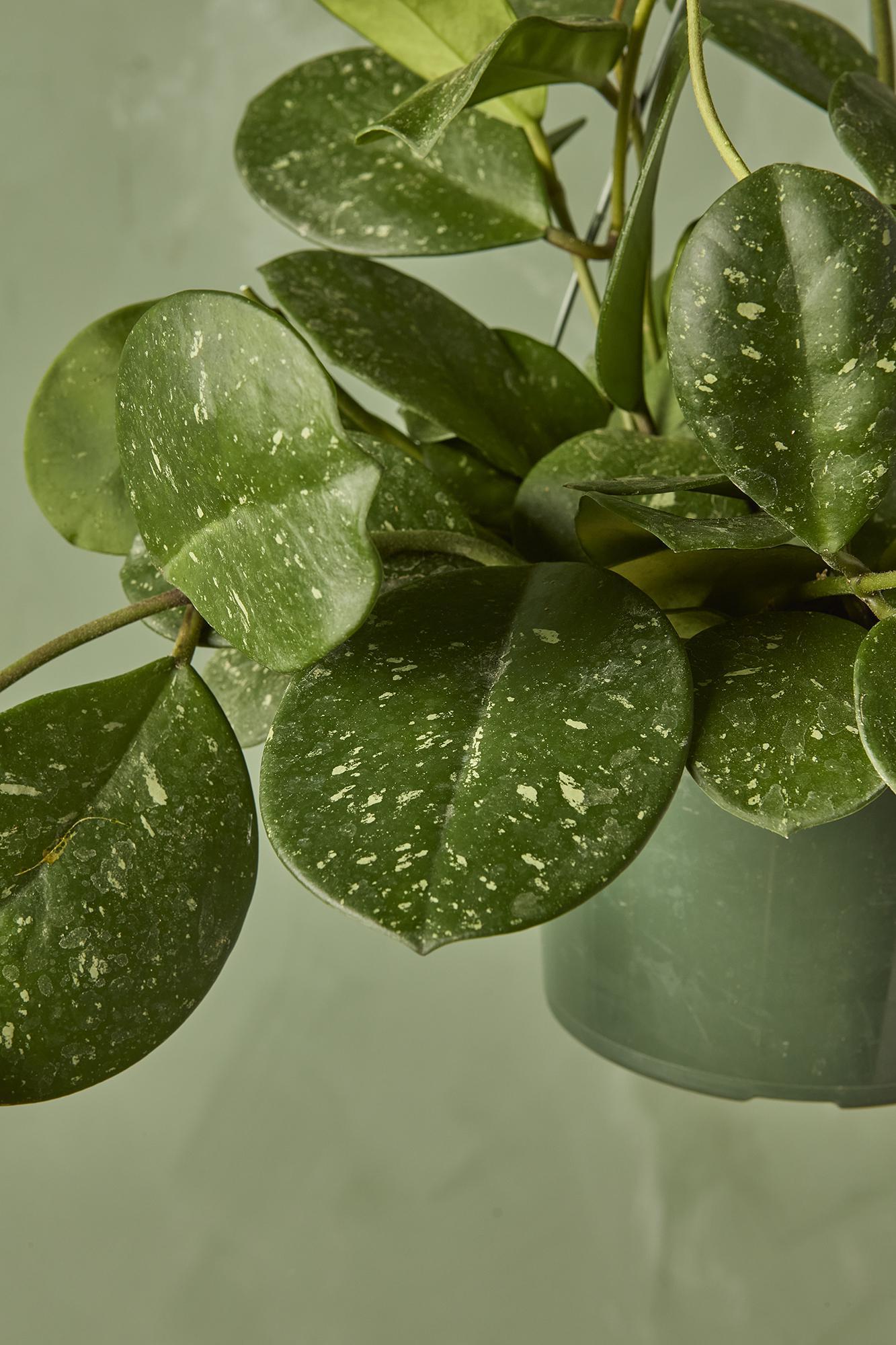 Hoya obovata