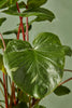 Variegated Homalomena rubescens
