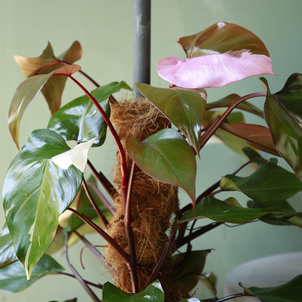 pink princess philodendron pups Philodendron 'Pink Princess'