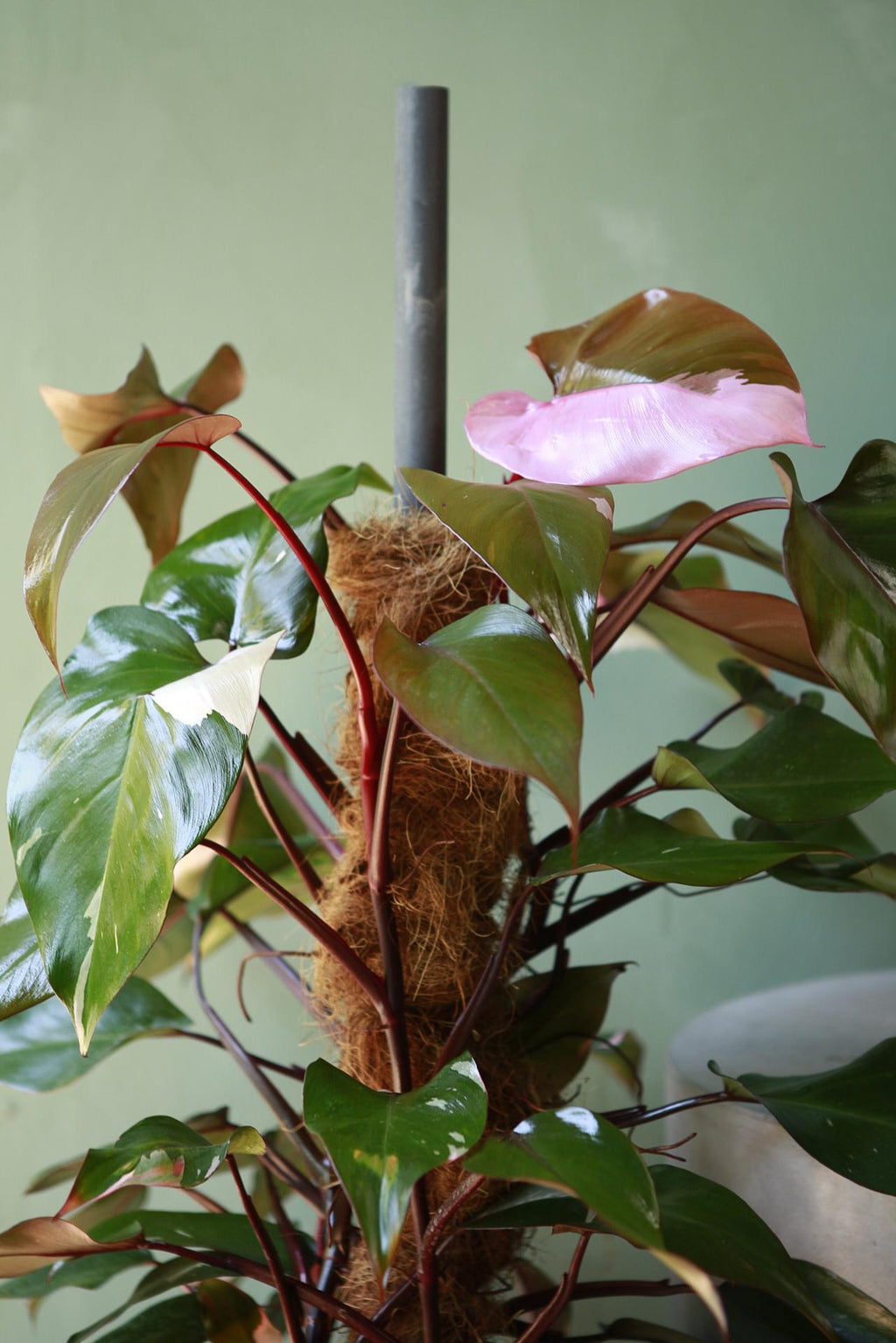 wild interiors pink princess philodendron Philodendron 'Pink Princess'