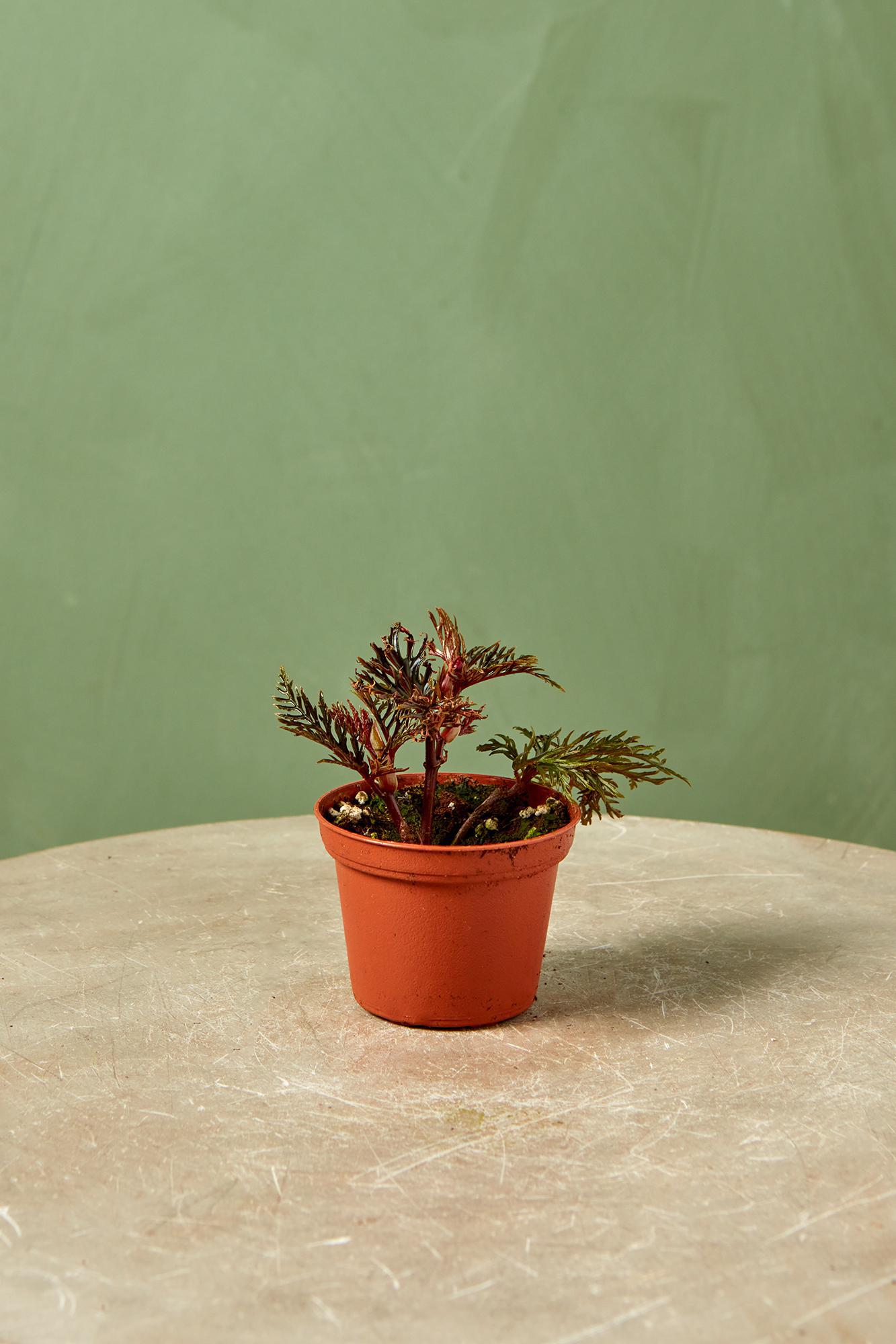 Begonia 'Fern Leaf'