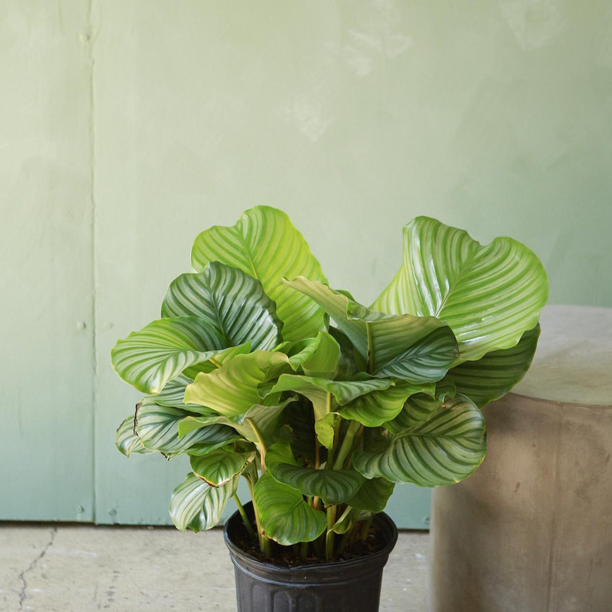 Calathea Orbifolia