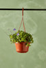 Streptocarpella 'Boysenberry Delight'