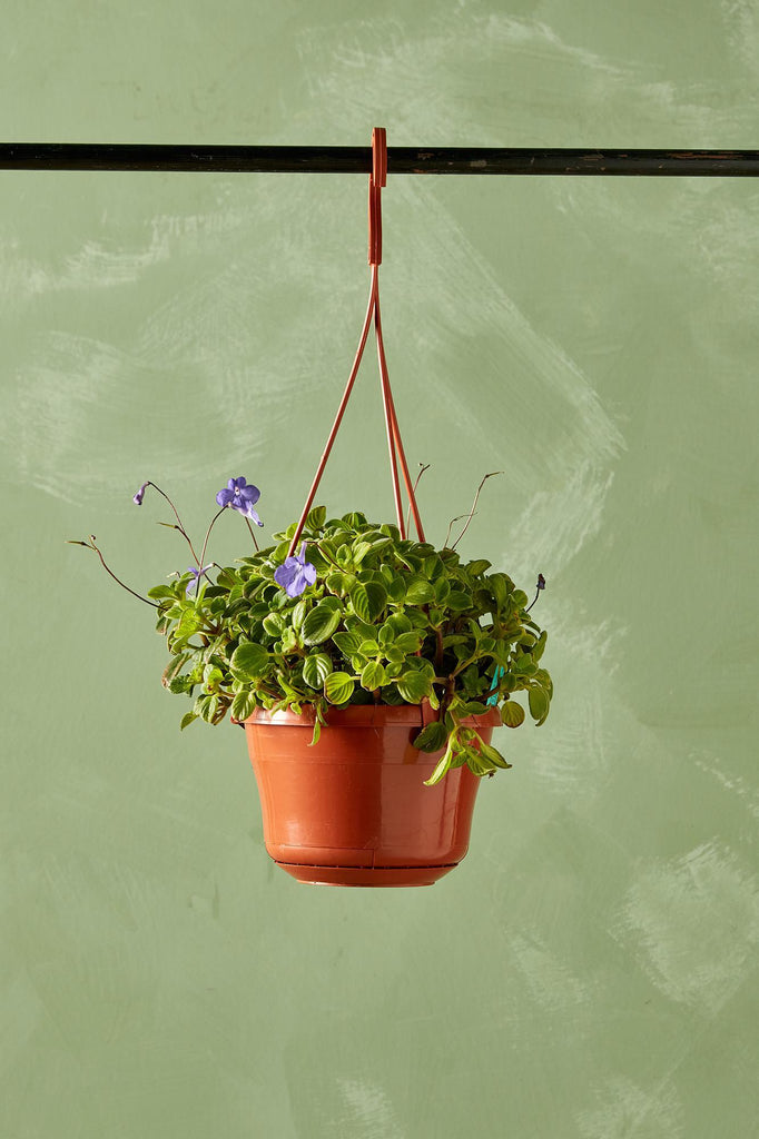 Streptocarpella 'Boysenberry Delight'