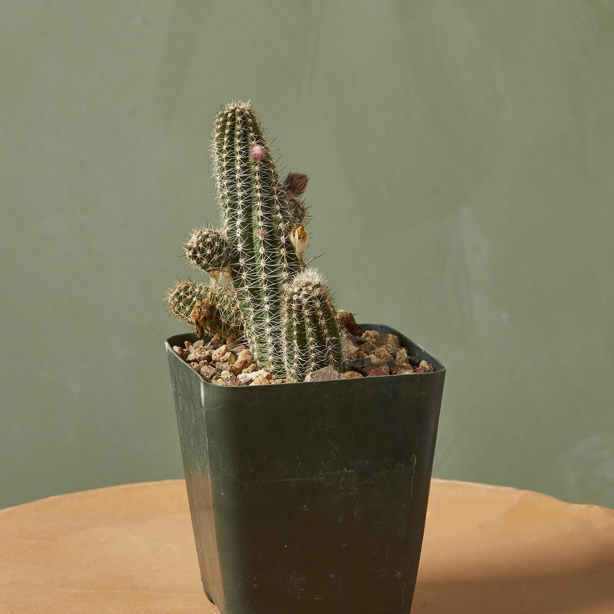 Peanut Cactus