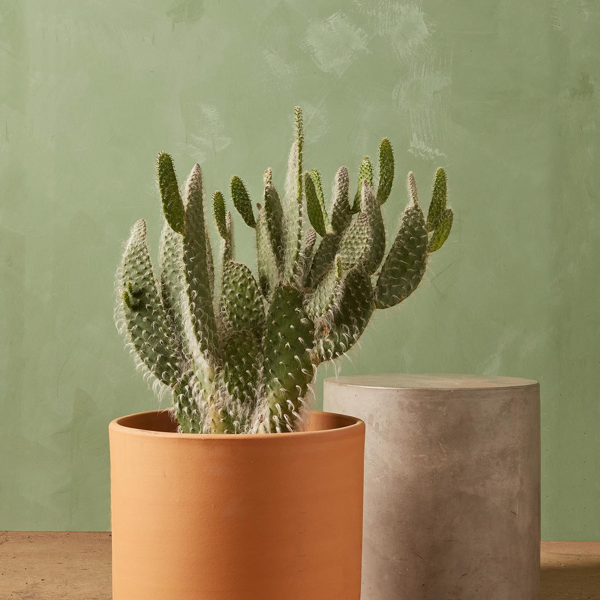 Opuntia 'Snow White' 10"