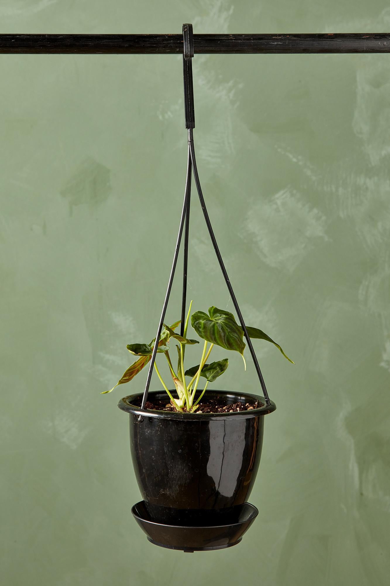 Philodendron Verrucosum