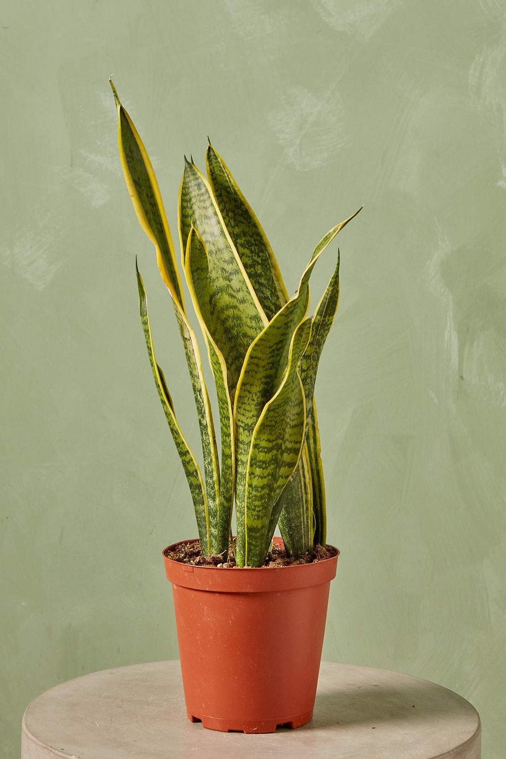 cheap snake plants near me Snake Plant 'Laurentii'