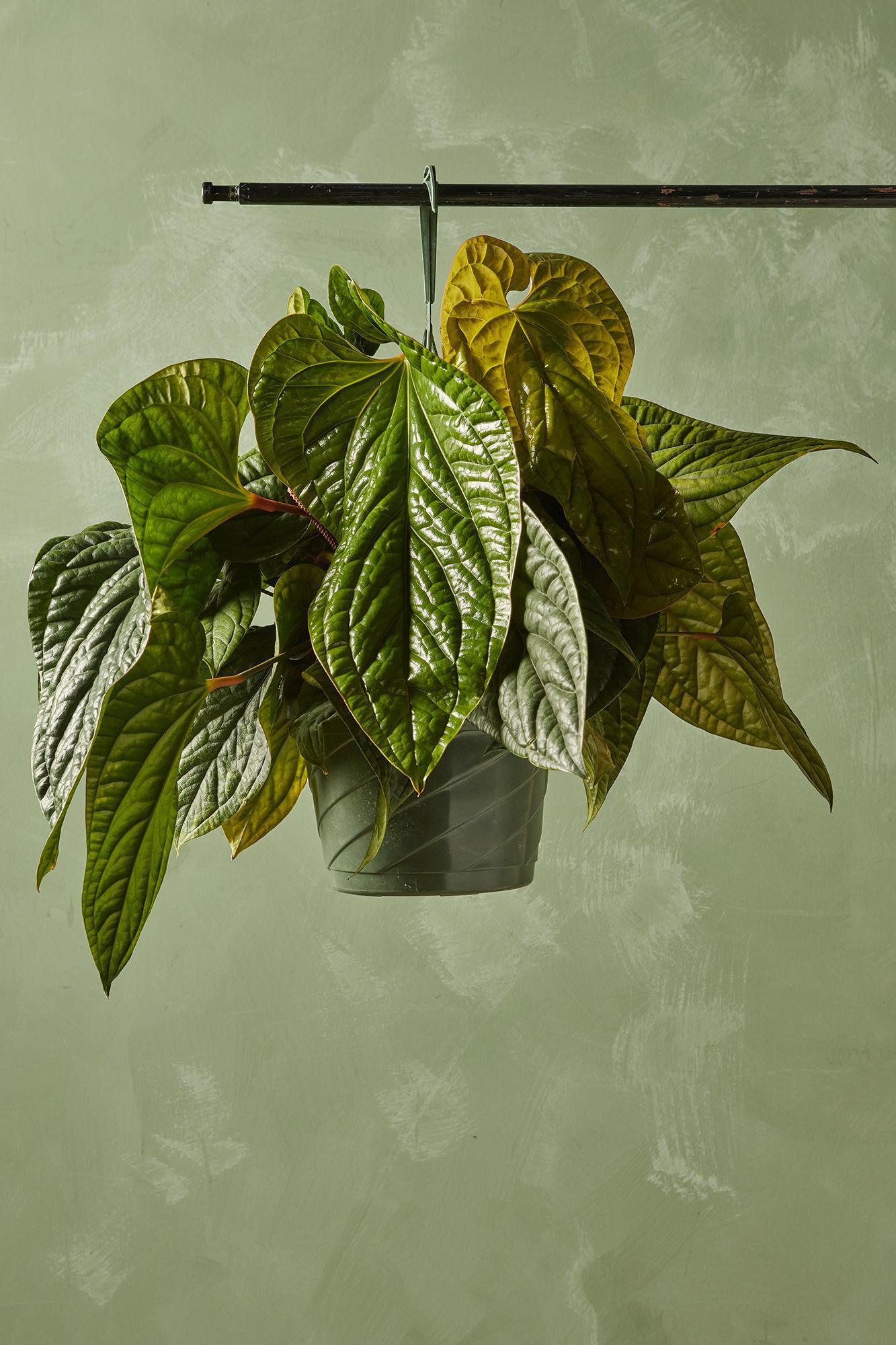 Anthurium Radicans