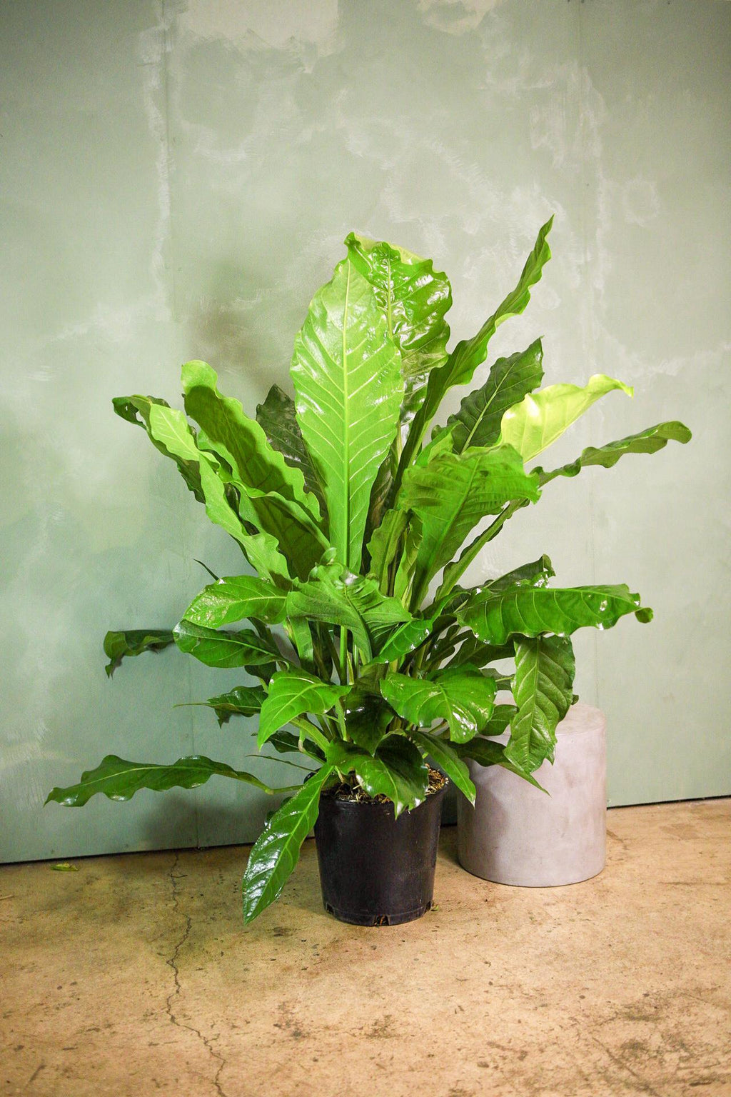anthurium marysia Anthurium 'Marie'