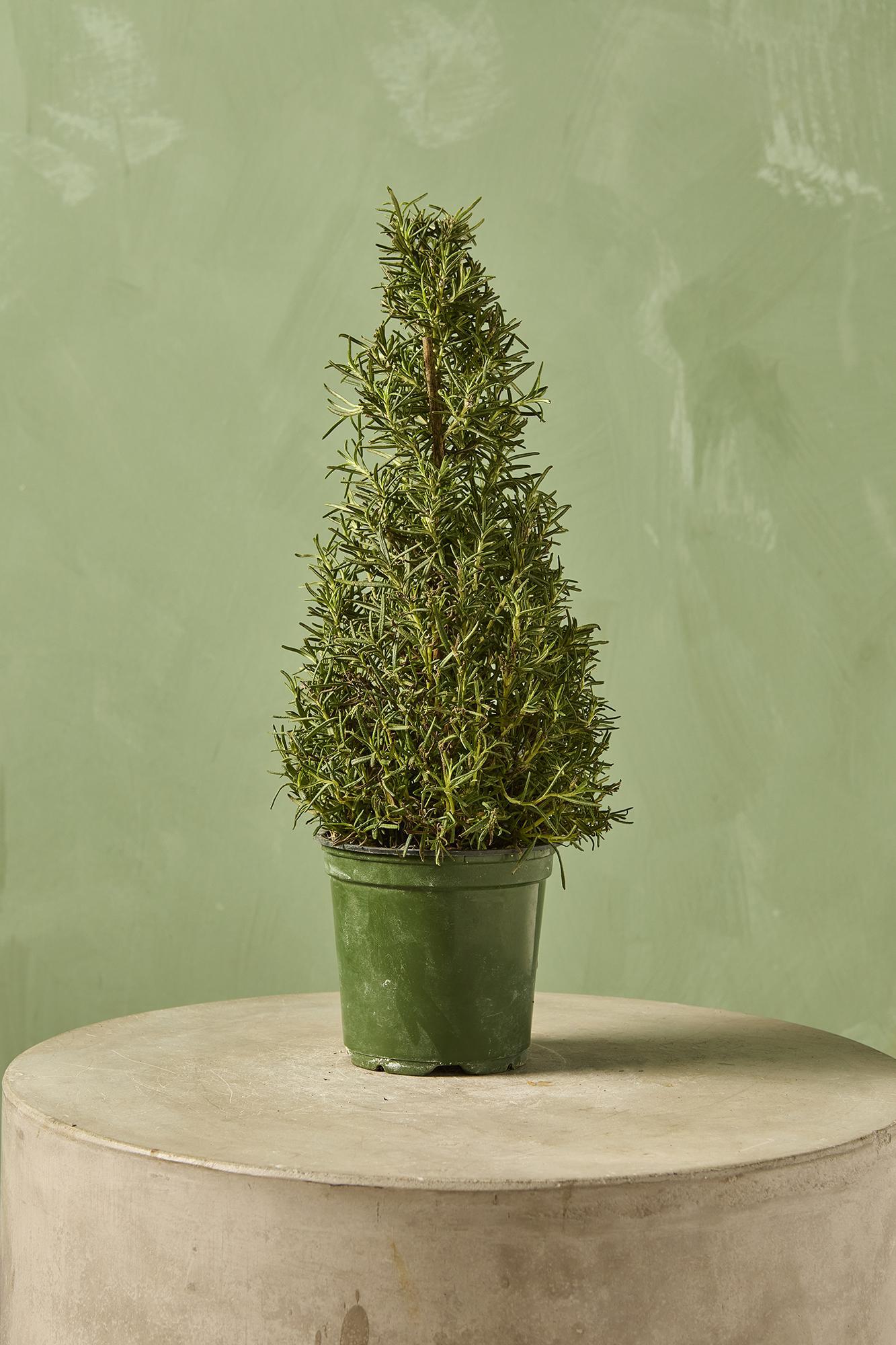 Rosemary