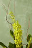 Grammatophyllum