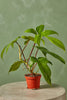 Philodendron "Pedatum"