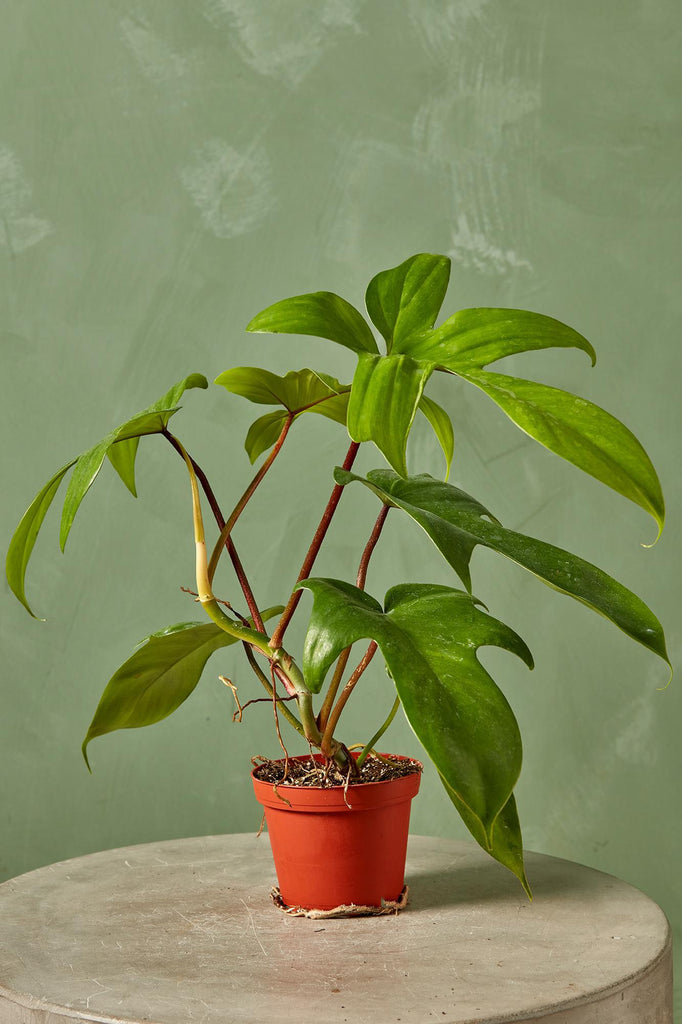 Philodendron "Pedatum"