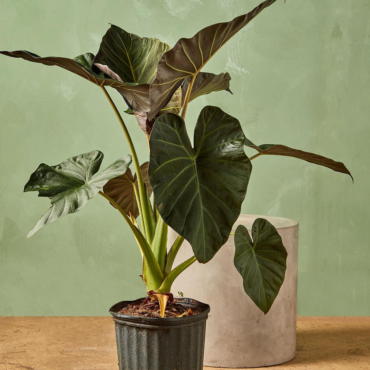 elephant ear plant alocasia regal shield Alocasia 'Regal Shields'