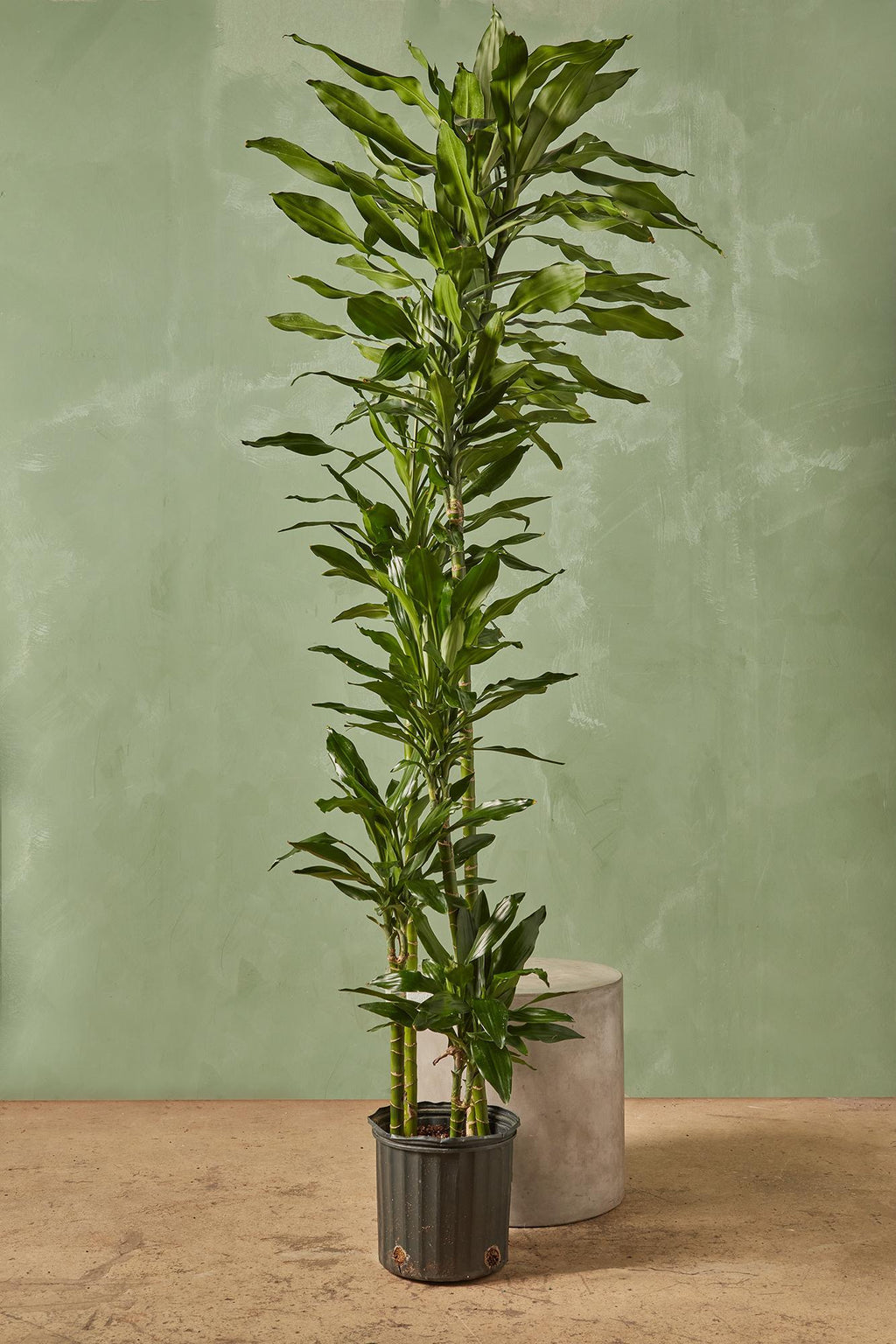 Dracaena Janet Lind 12