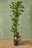 Dracaena Janet Lind