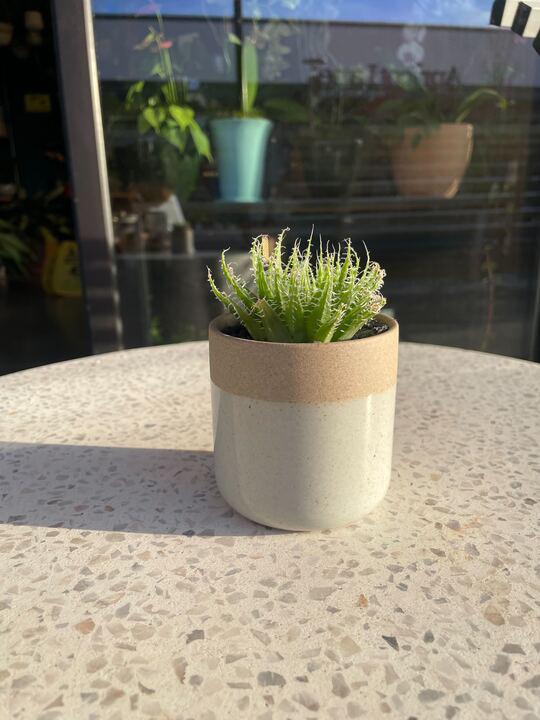Grab & Grow