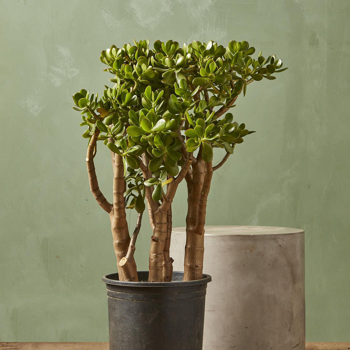 Jade Plant 14