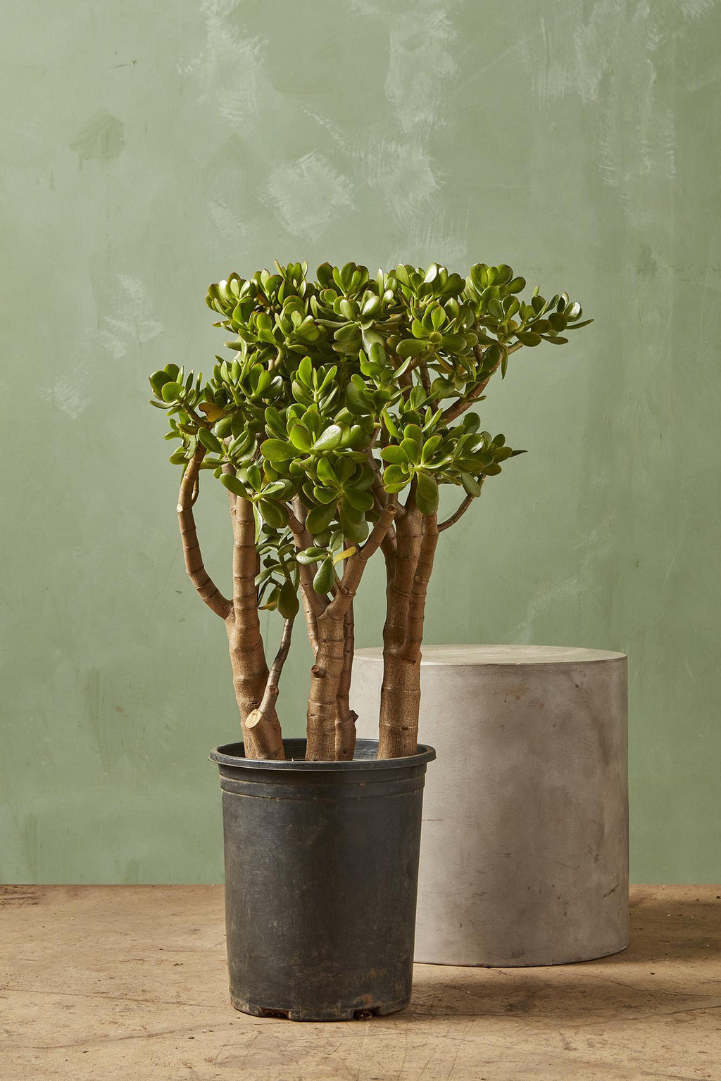 jade plant good for home Jade Plant