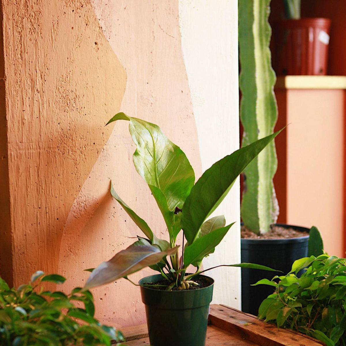 anthurium plant water geven Anthurium 'Water Dragon'