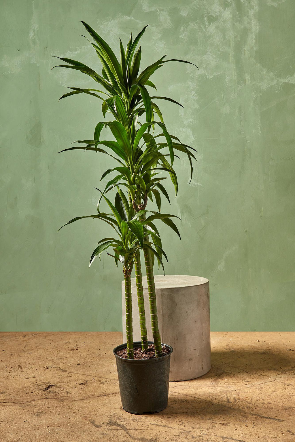 dracaena genus Dracaena Elegance