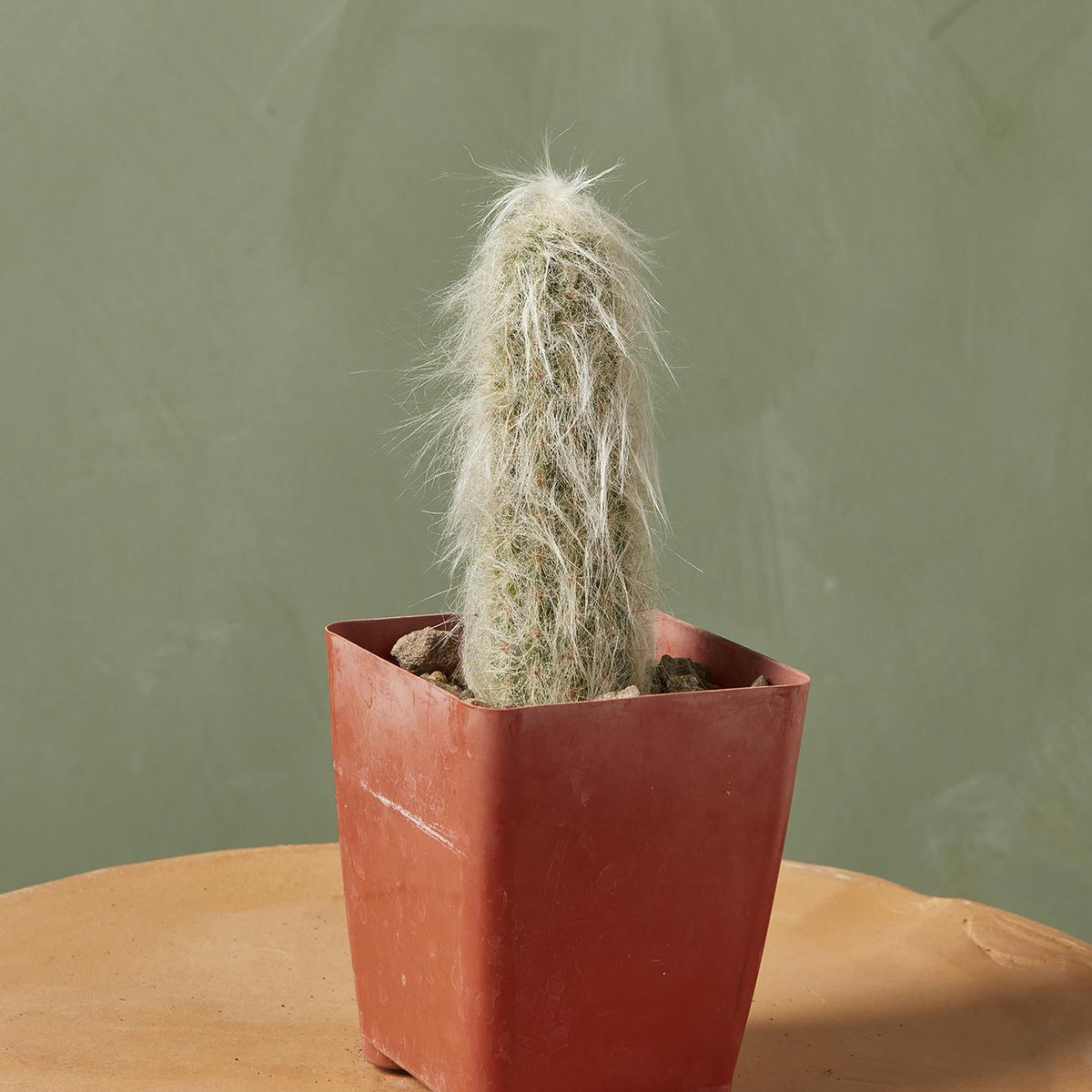 Old Man Cactus
