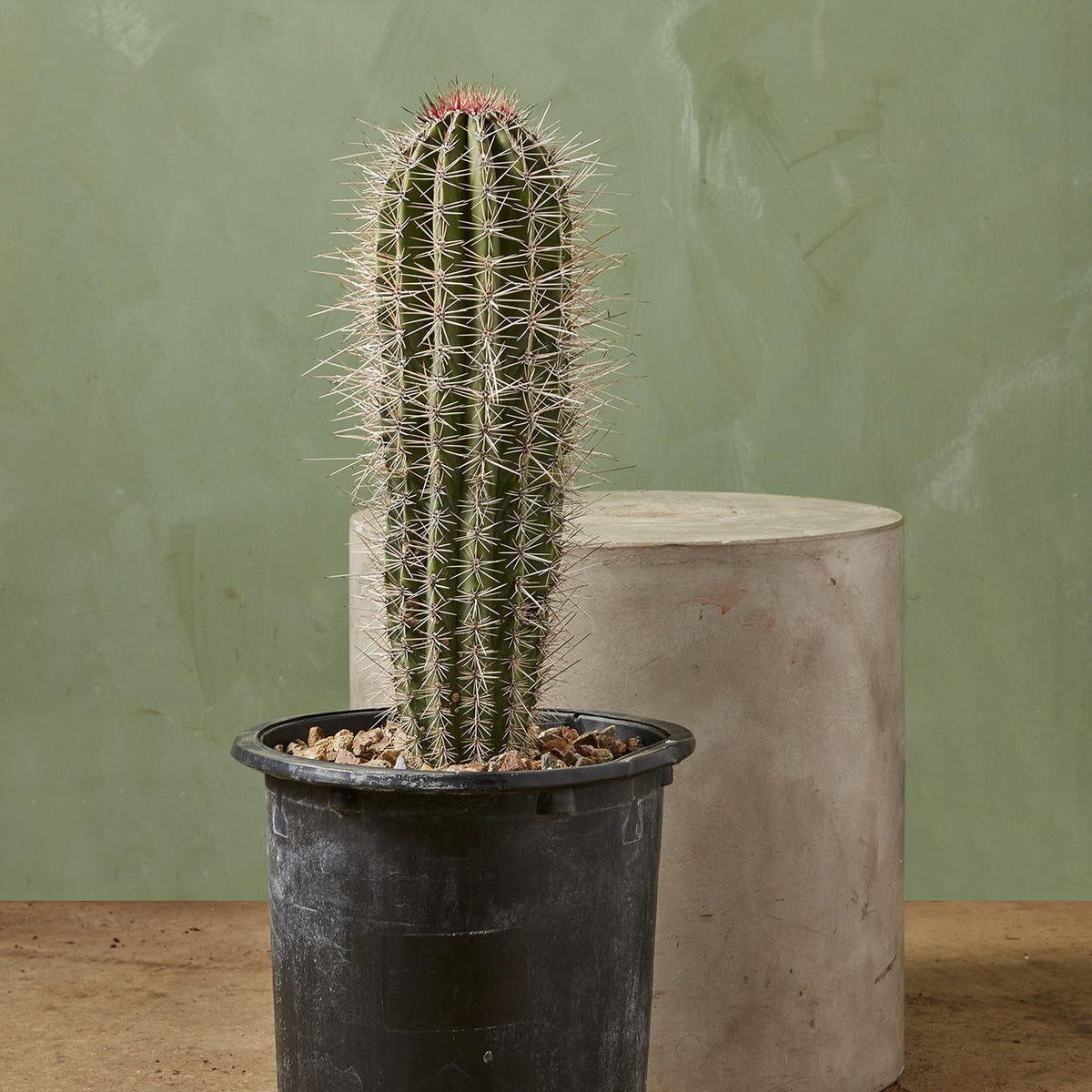 Elephant Cactus