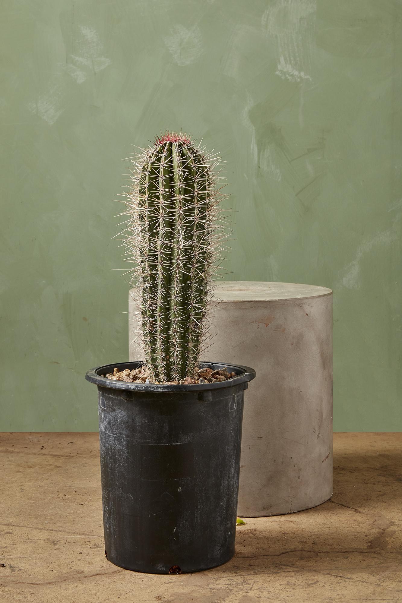 Elephant Cactus