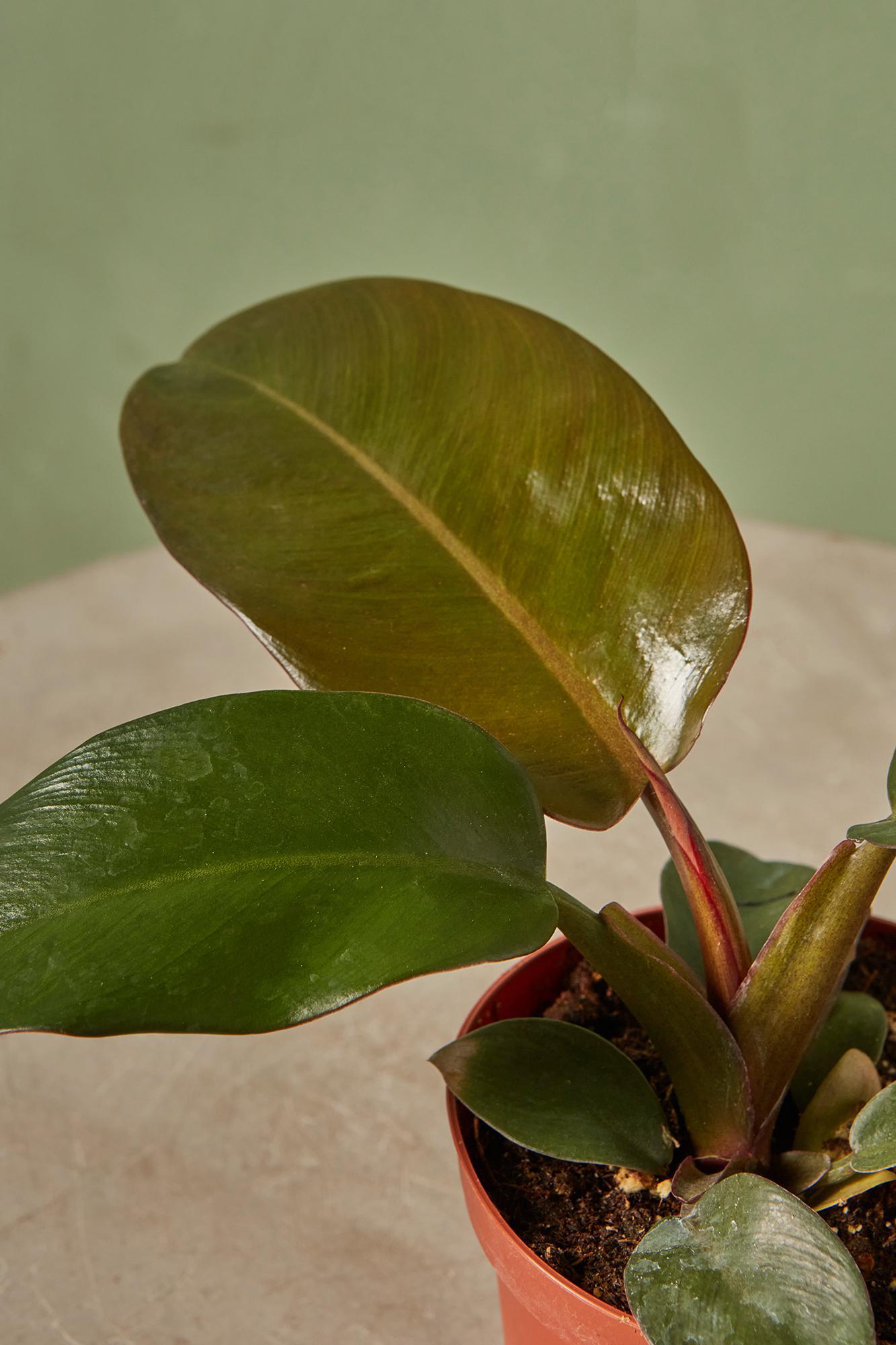 Philodendron 'Black Cardinal'