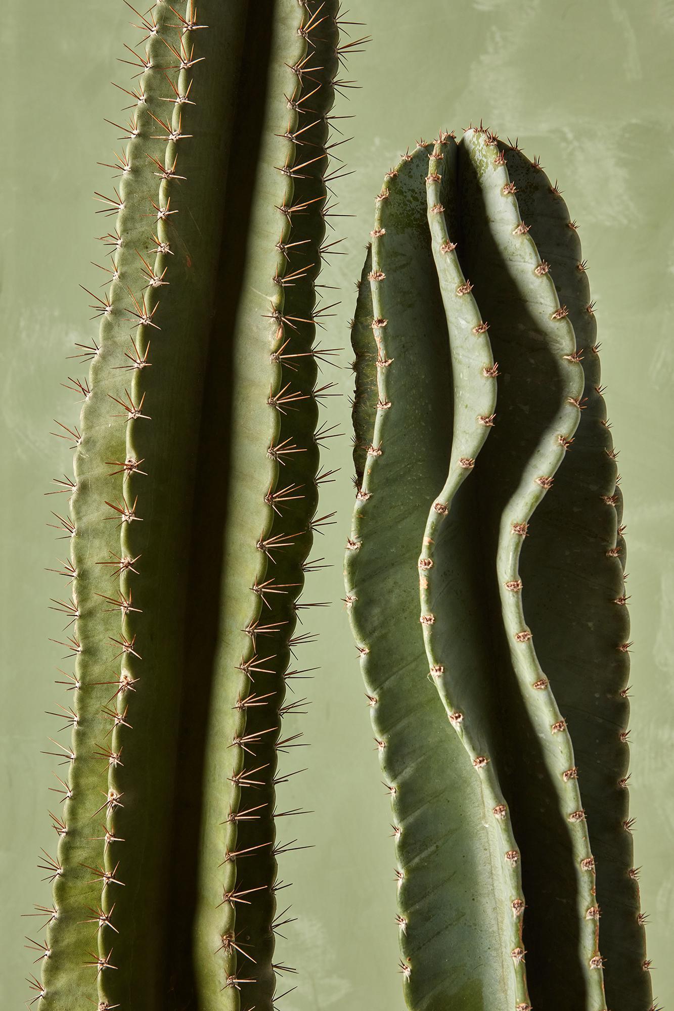 Cereus peruvianus