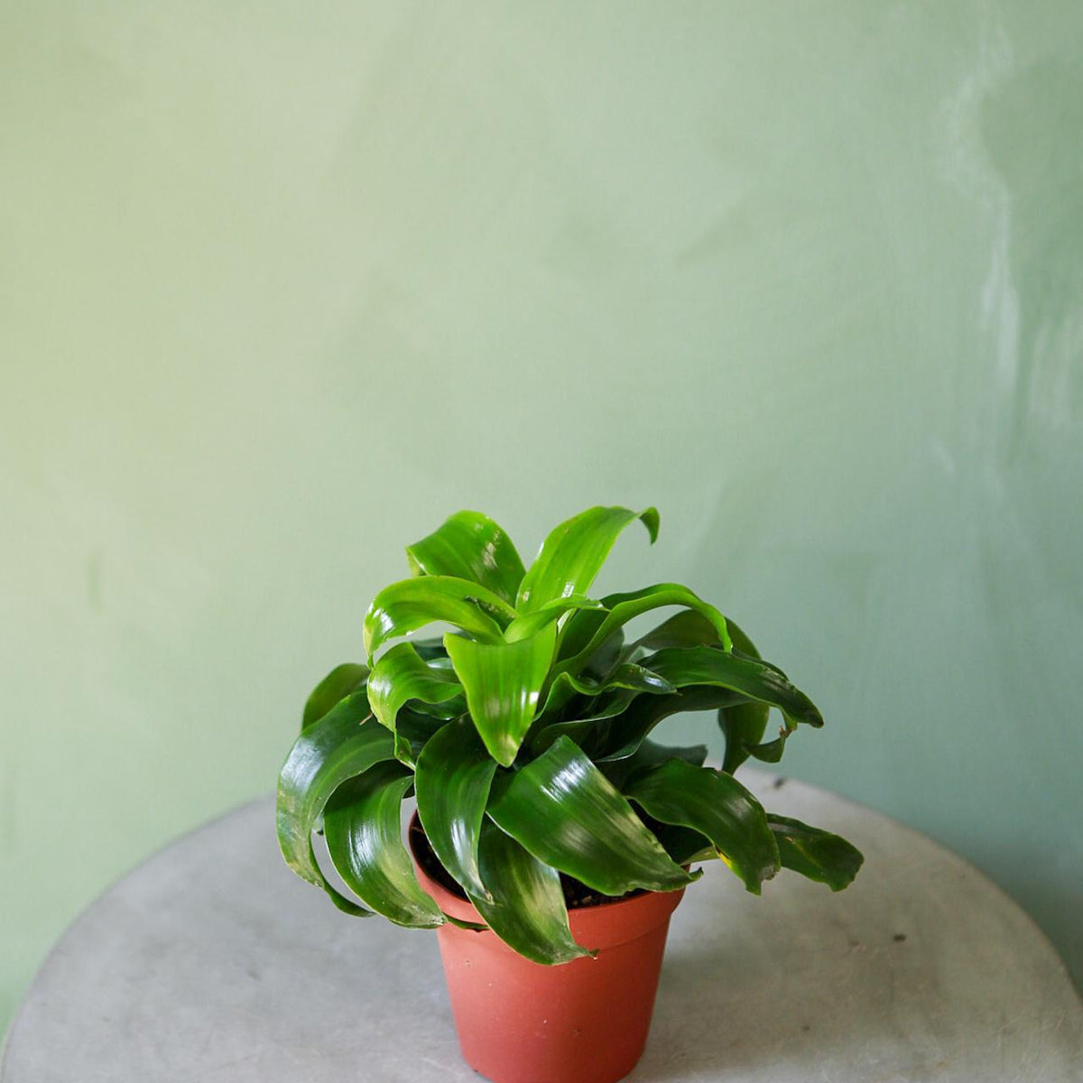 Dracaena 'Twister'