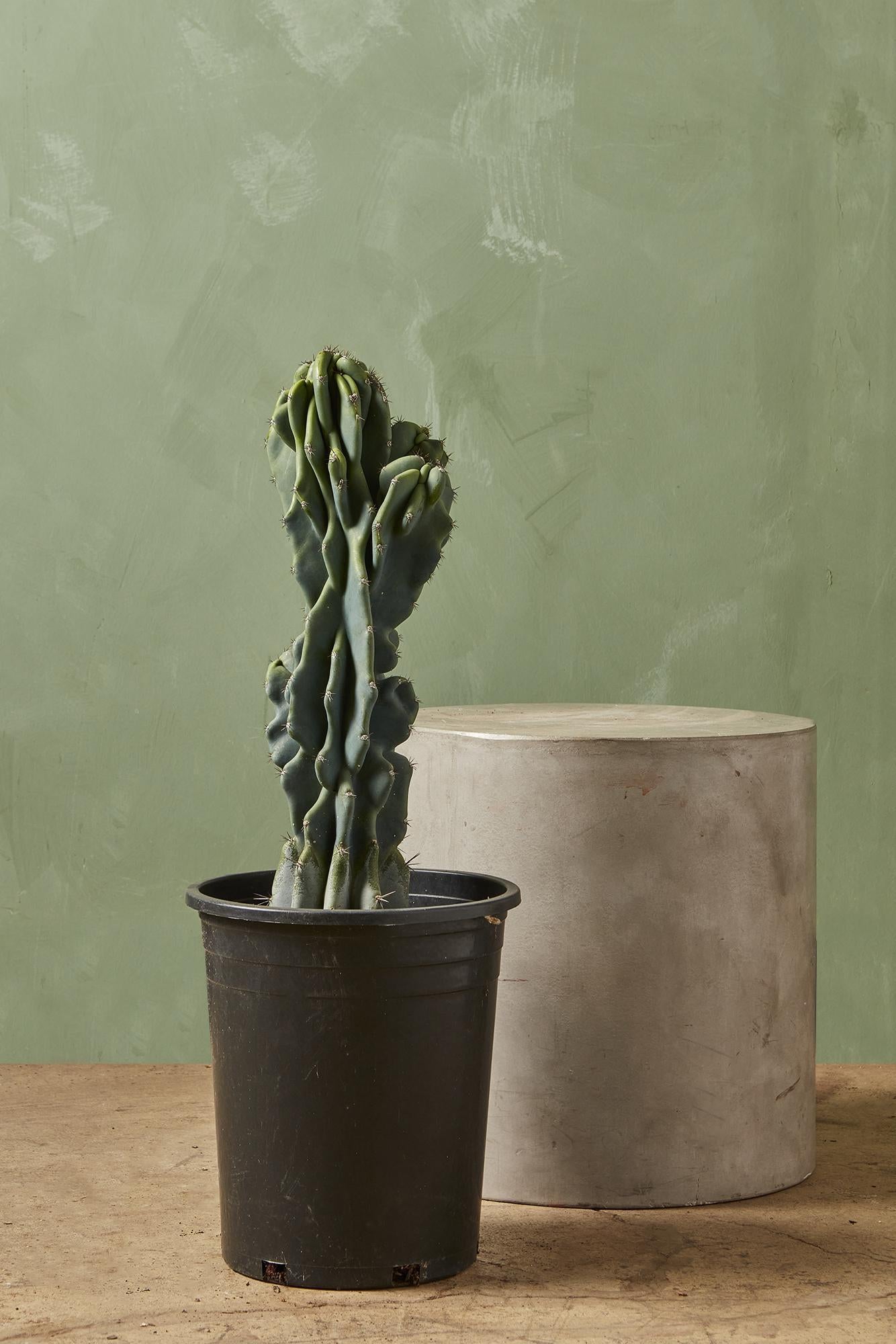 Monstrous Cereus Peruvianus