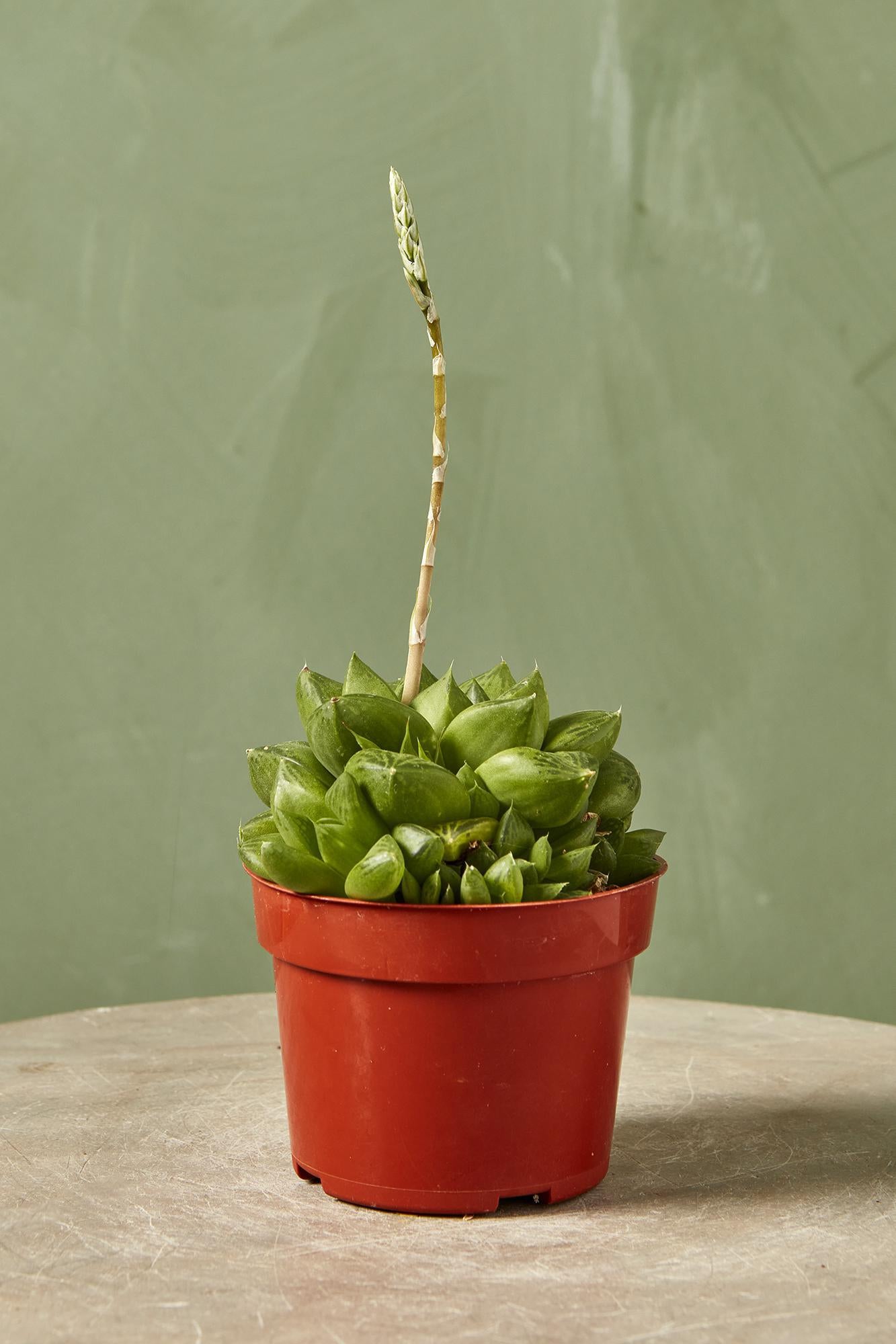 Haworthia cymbiformis