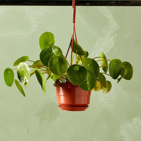 Coin Plant