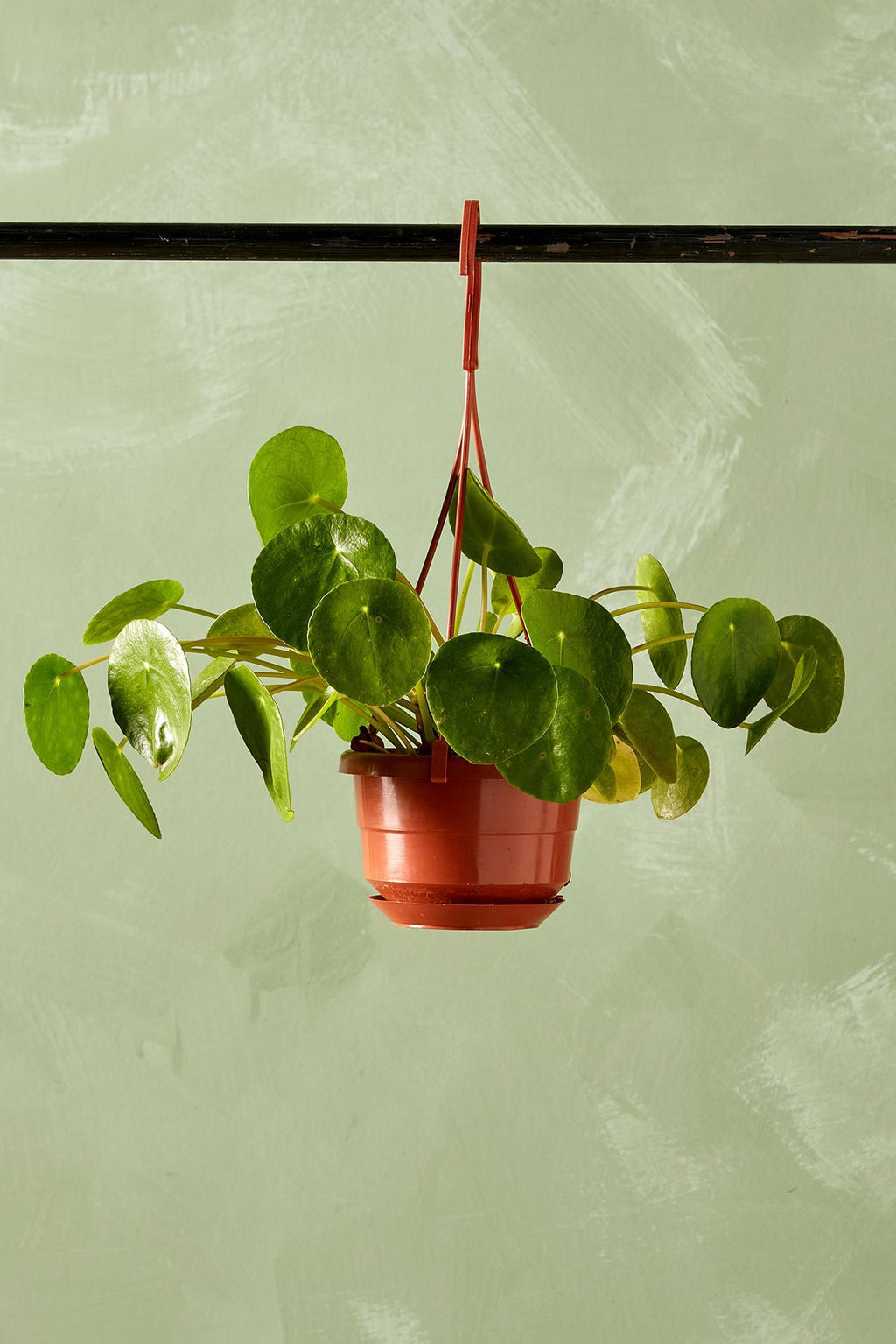peperomia chinese money plant care Coin Plant