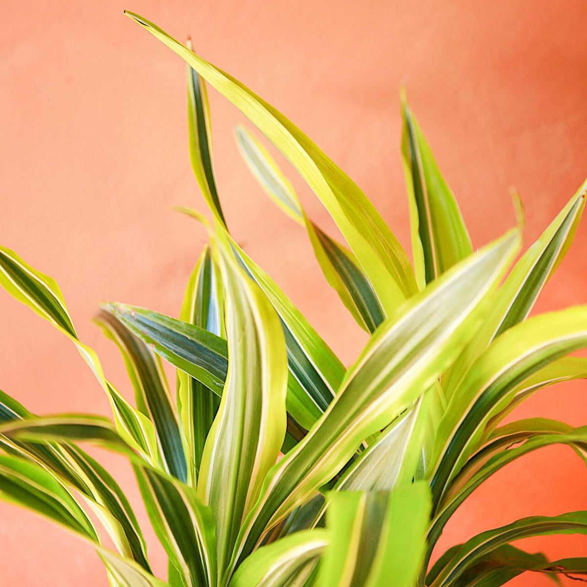 bloomscape dracaena gold star Dracaena 'Gold Star'