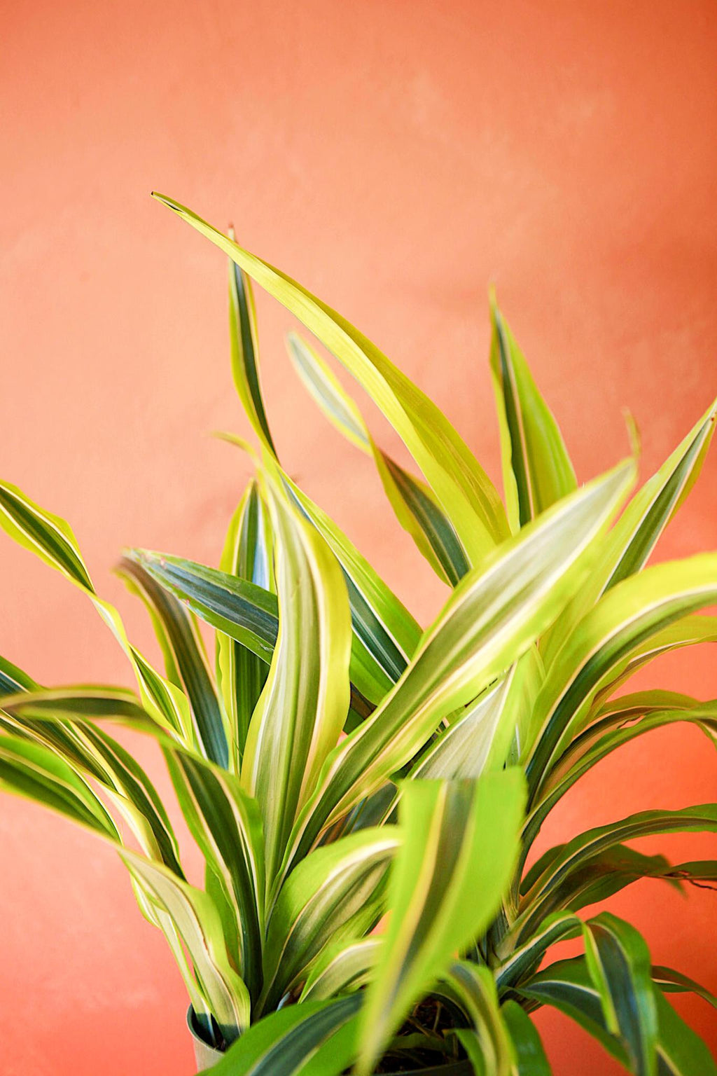 dracaena gold star cane Dracaena 'Gold Star'