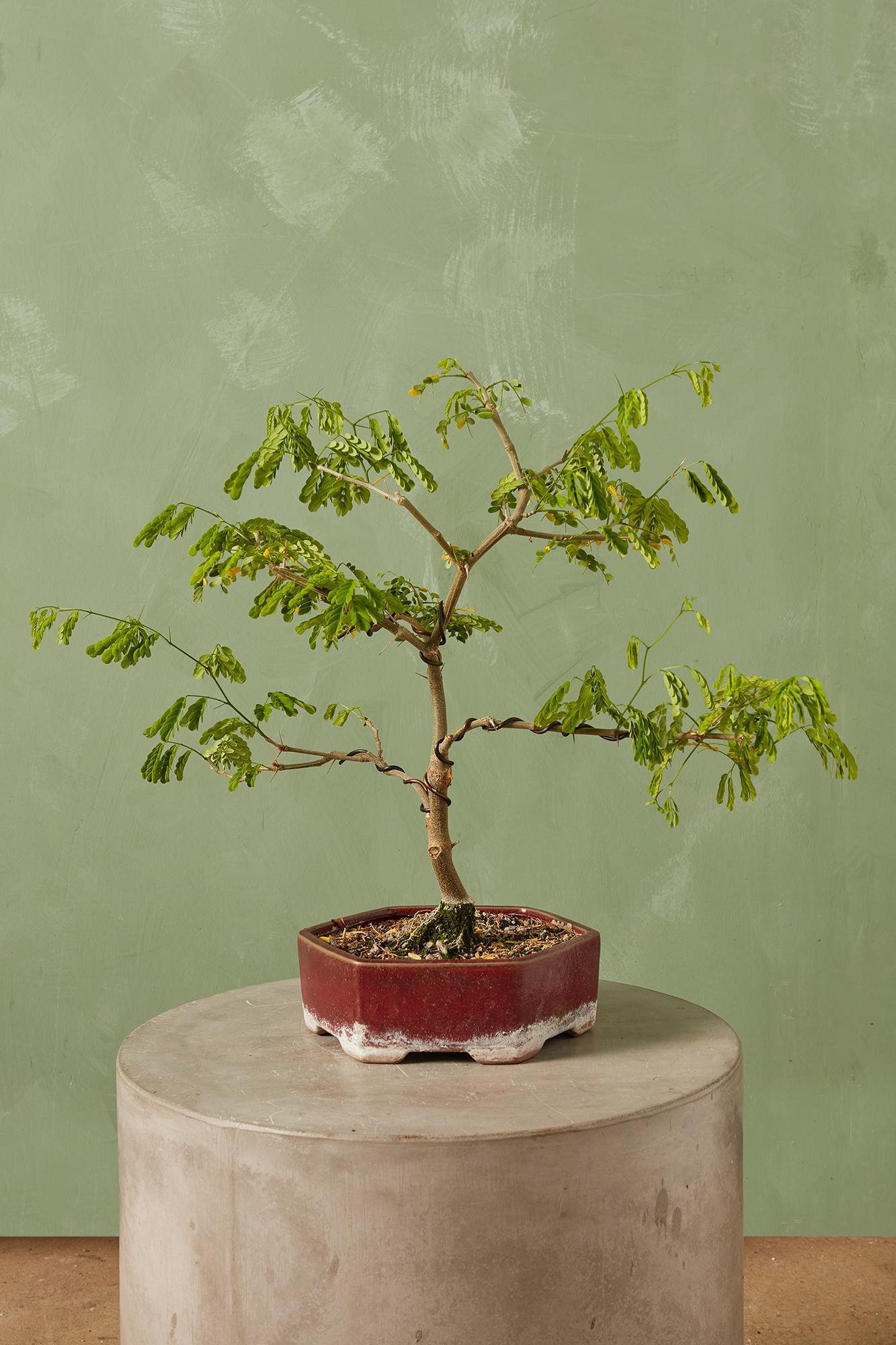Bonsai