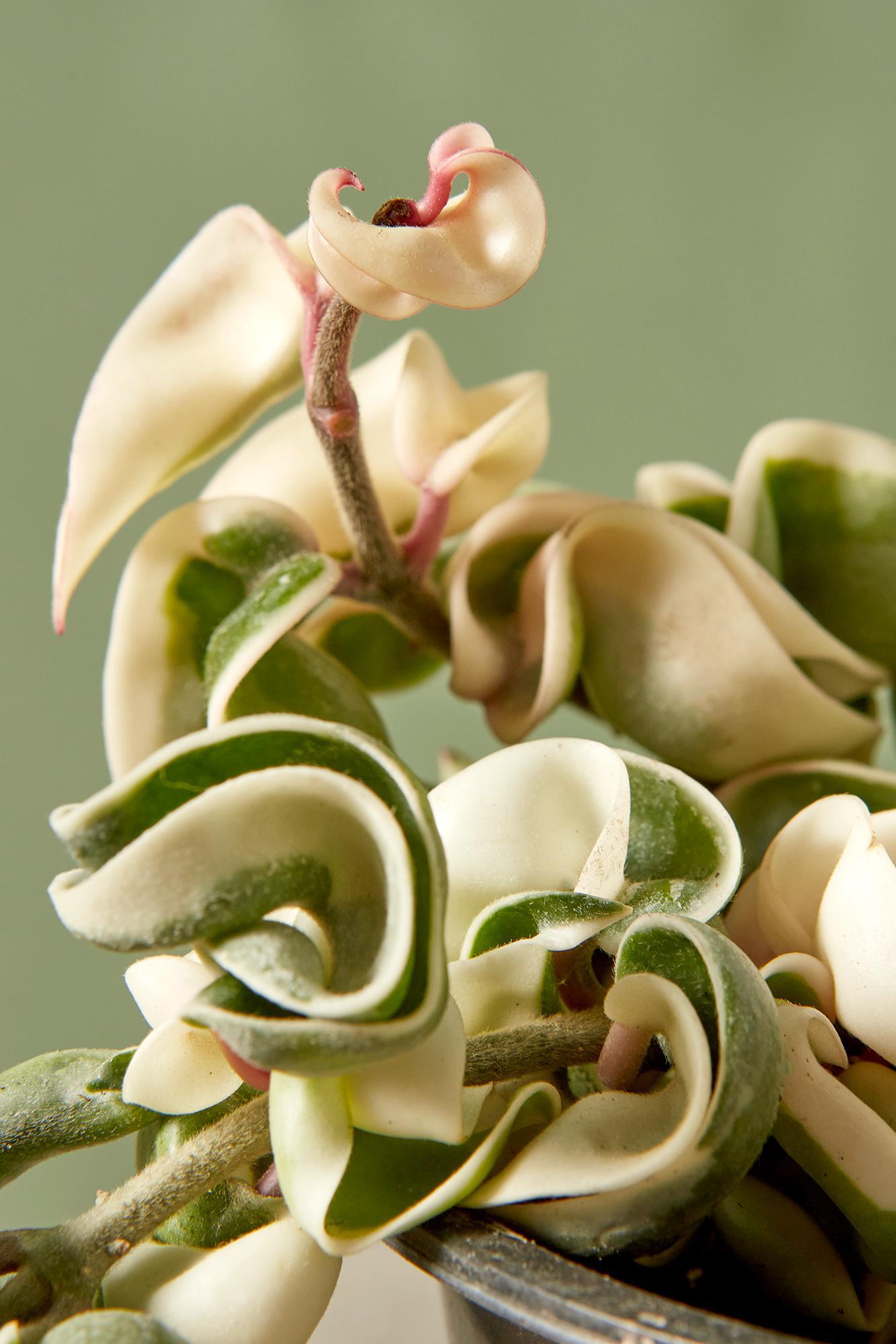 Variegated Hoya Rope