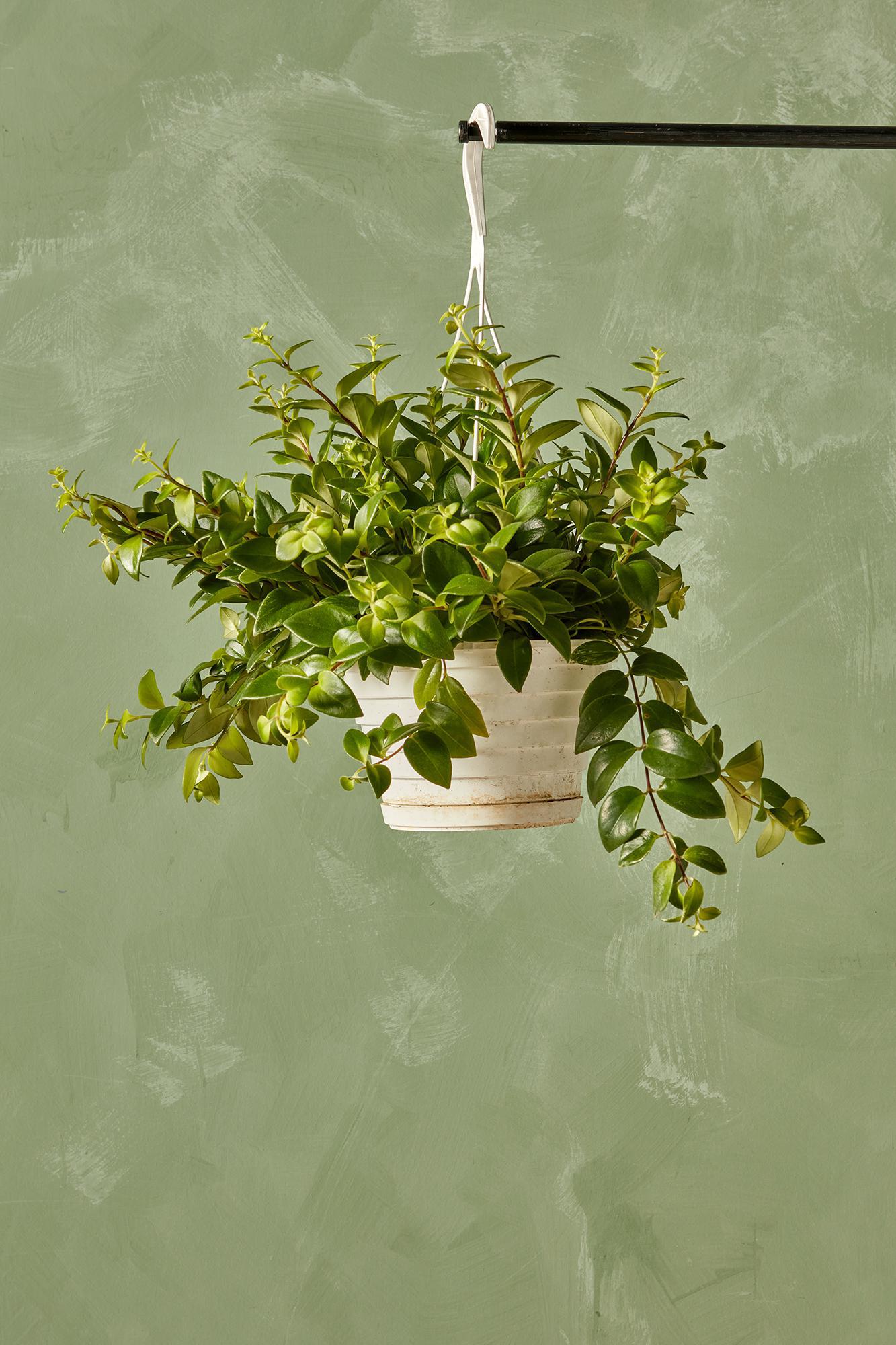 Variegated Lipstick Plant