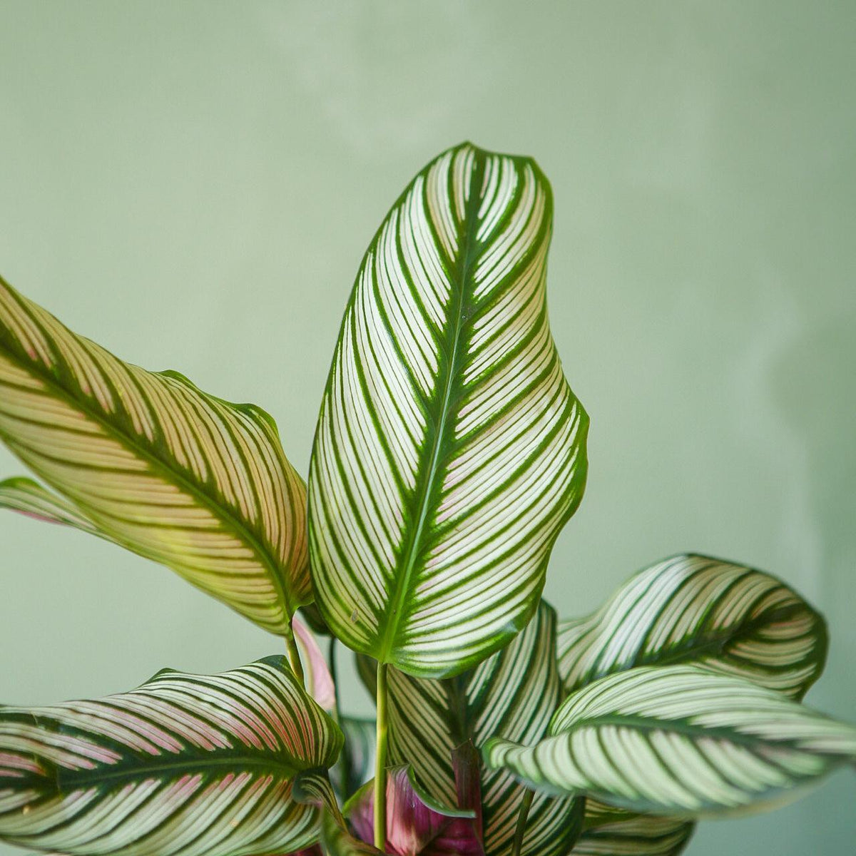 Calathea 'White Star'