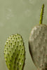 Prickly Pear Cactus