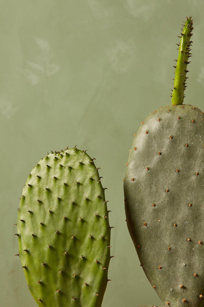 Prickly Pear Cactus