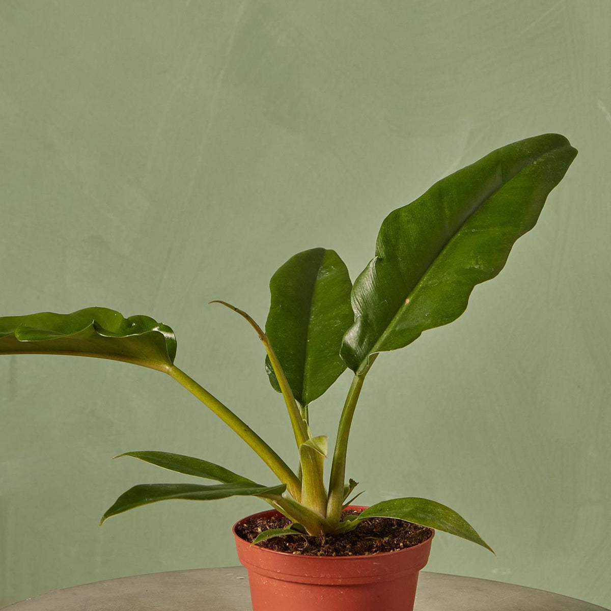philodendron long narrow leaves Philodendron 'Narrow'