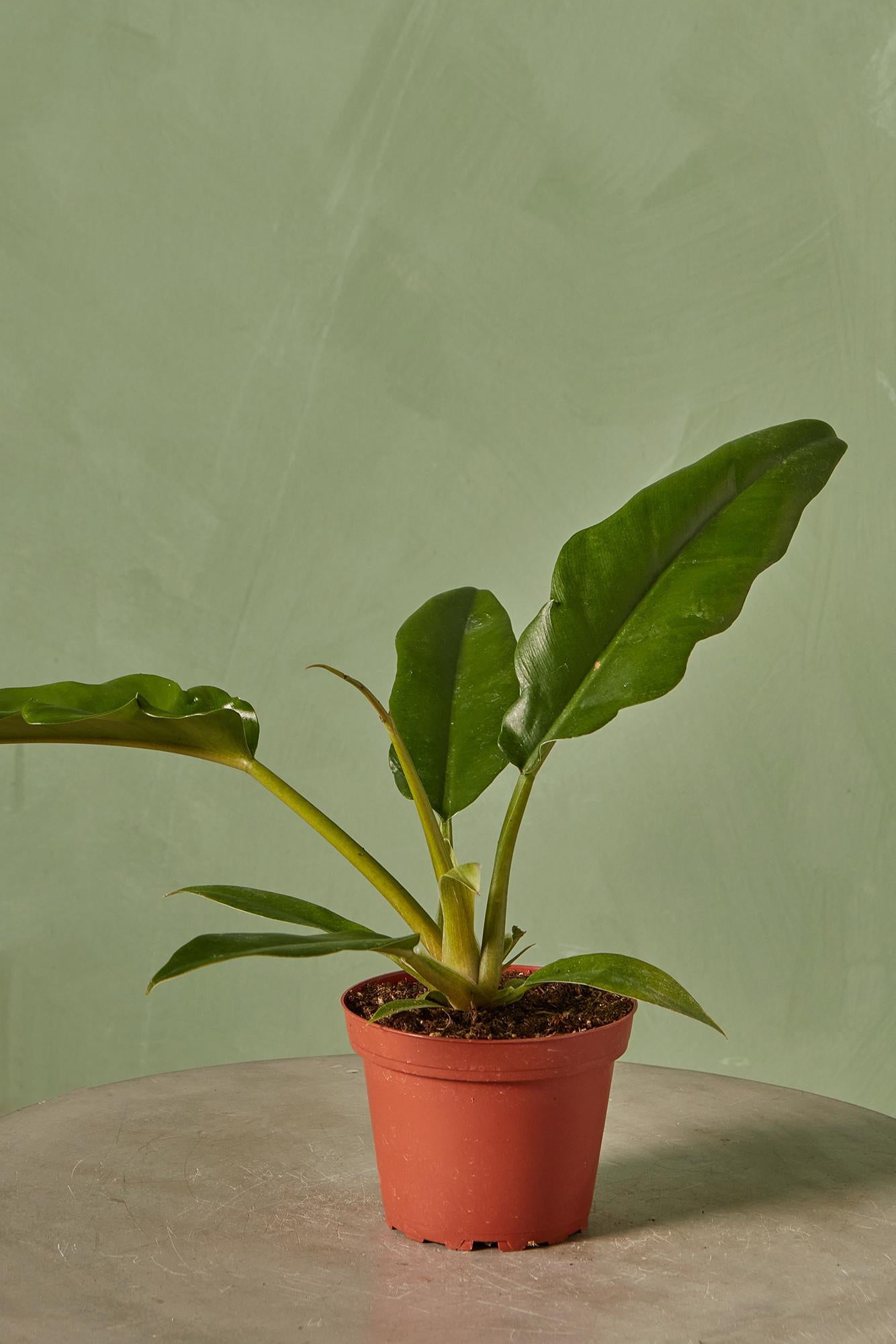 Philodendron 'Narrow'