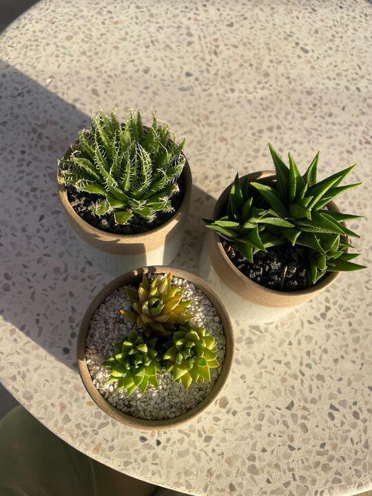 Grab & Grow