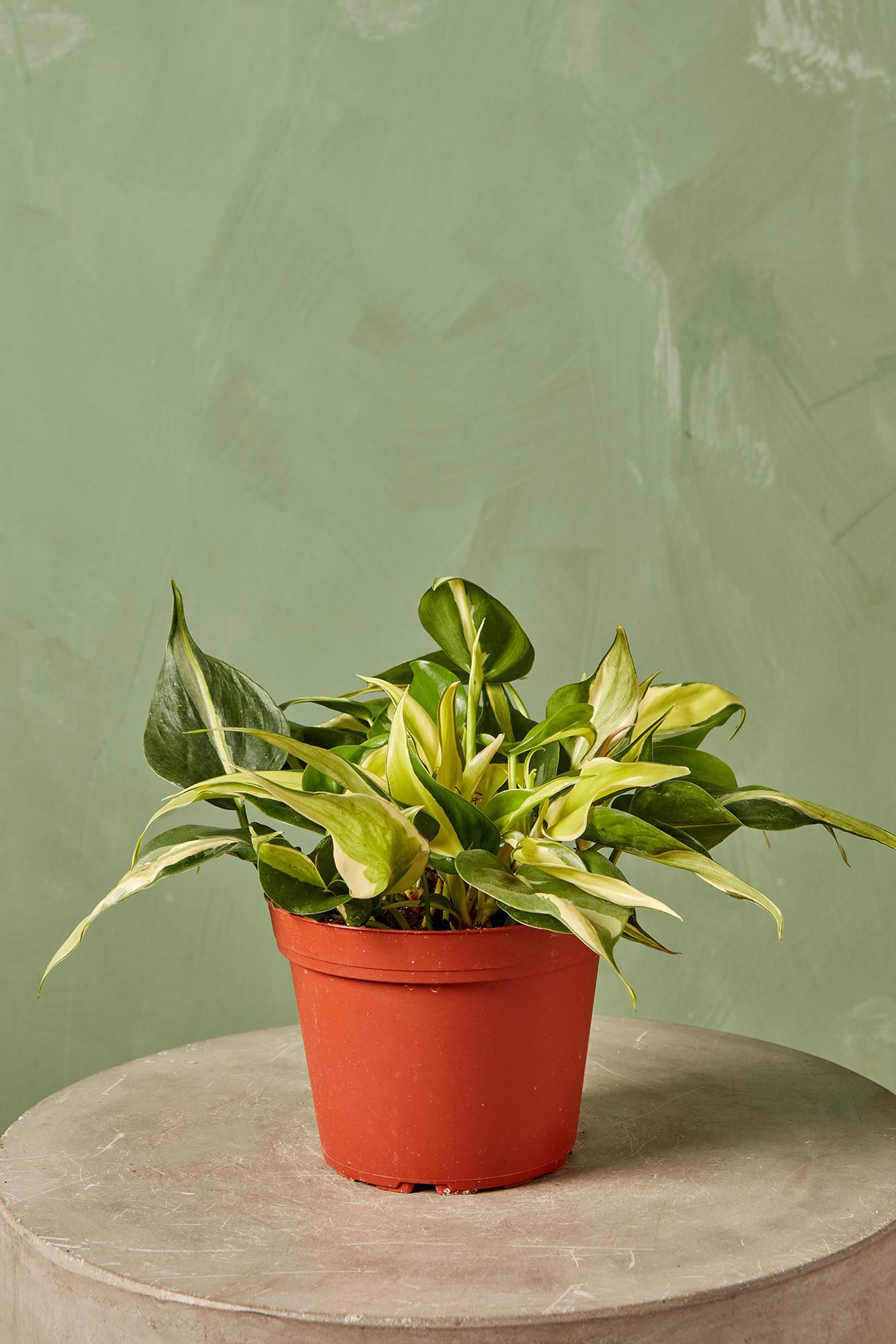 Philodendron 'Rio'