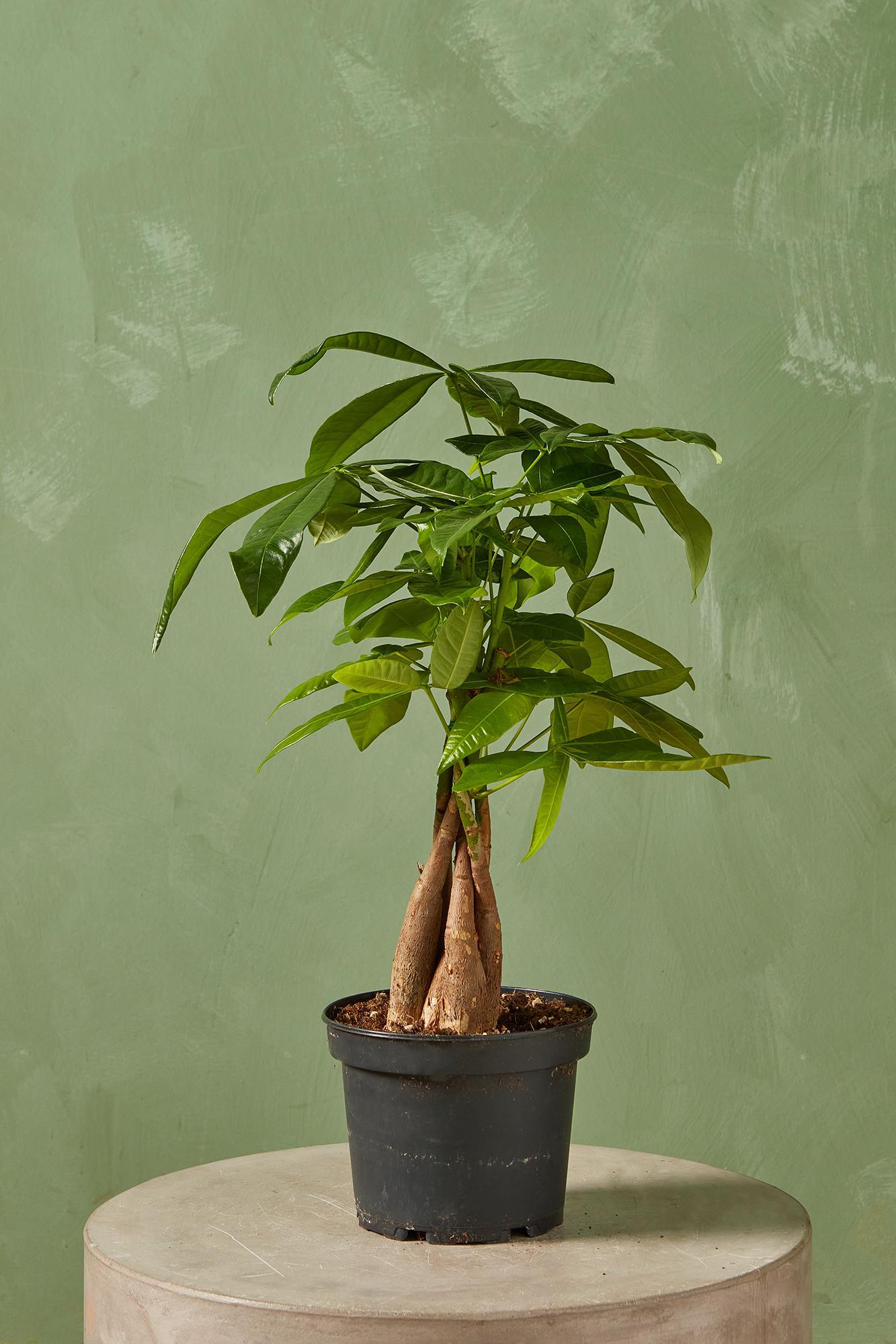 Money Tree
